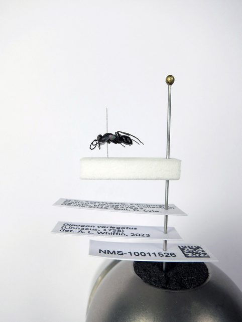 Example of micro-pinning of an insect for preservation.